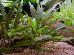 Cryptocoryne wendtii "green" pictures