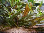 Cryptocoryne wendtii "tropica" pictures